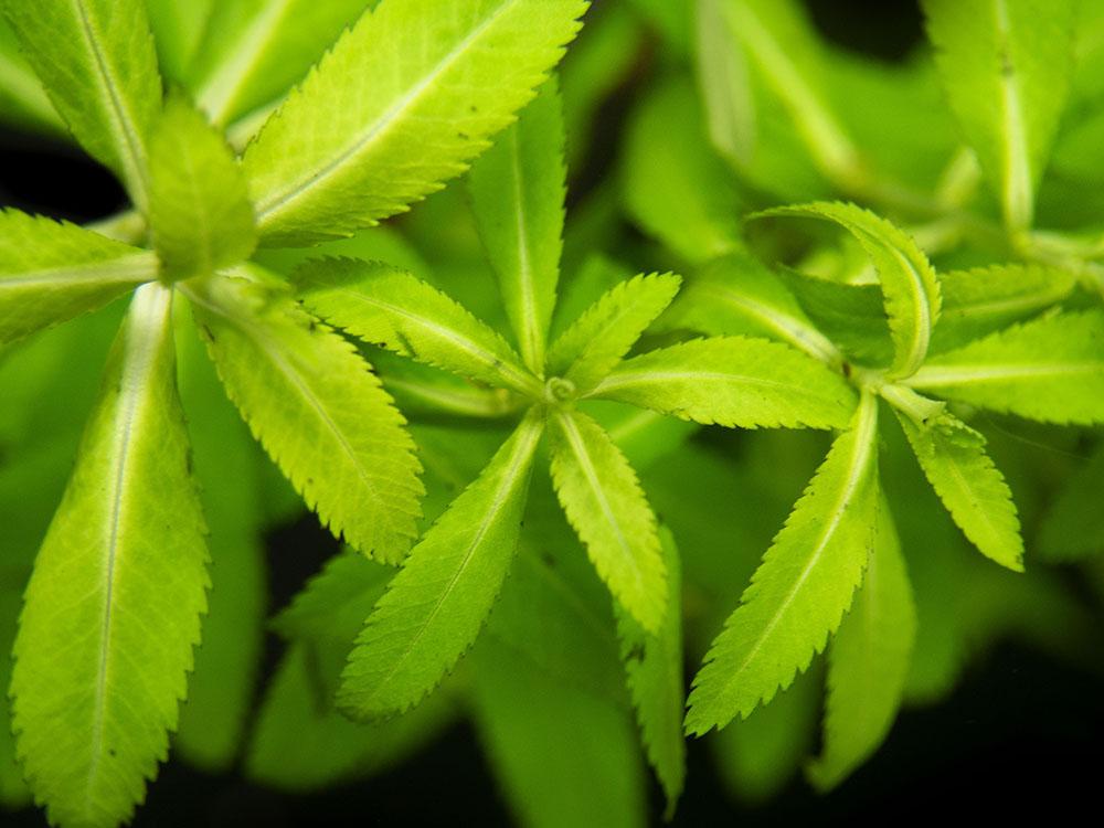 Mermaid Hygro Proserpinaca Palustris