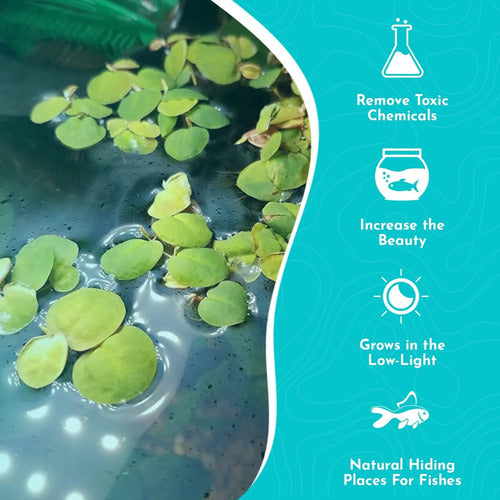 Red Root Floater Phyllanthus Fluitans