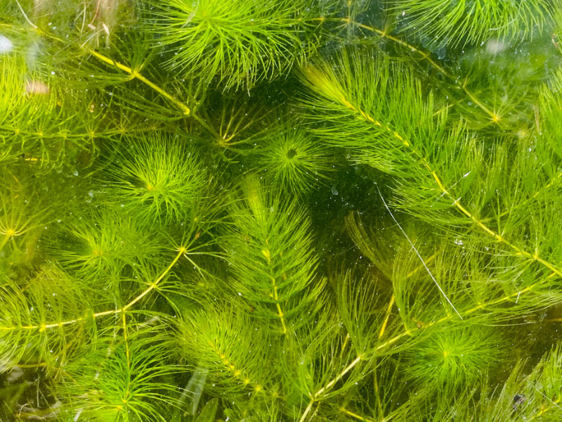 Hornwort Bunch