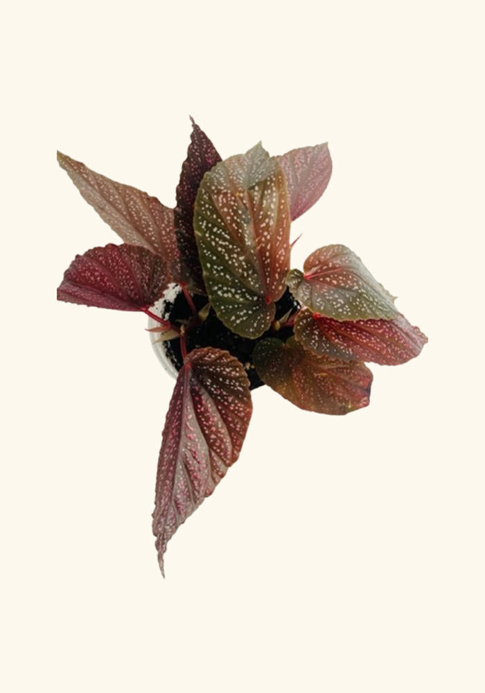 Angel Wing Begonia Benigo Pink