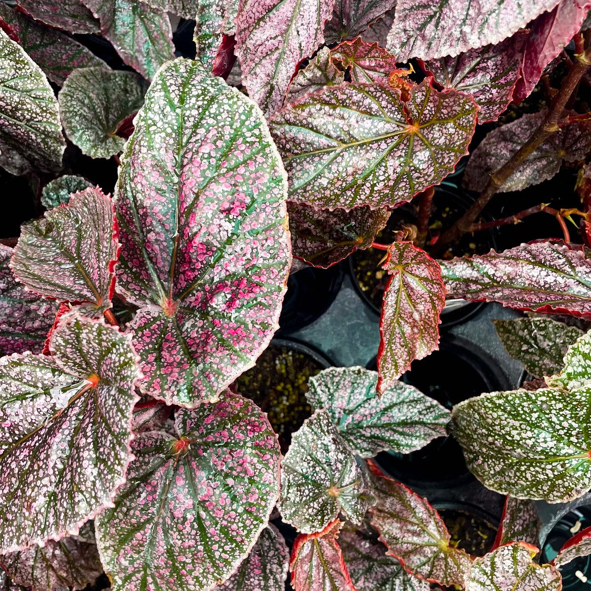 Angel Wing Begonia Miss Mummy Rooted Starter Plant