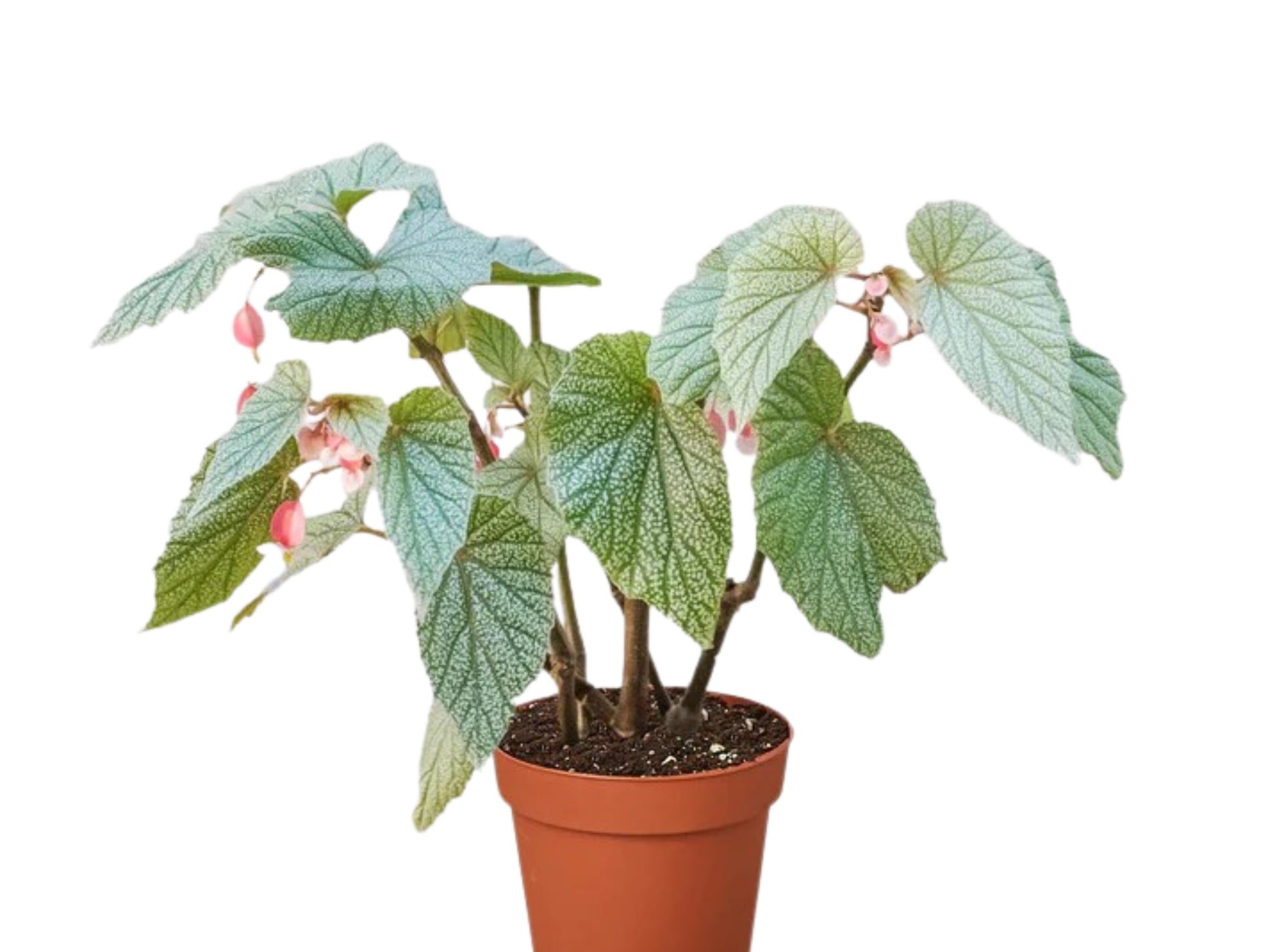 Angel Wing Begonia Frosty