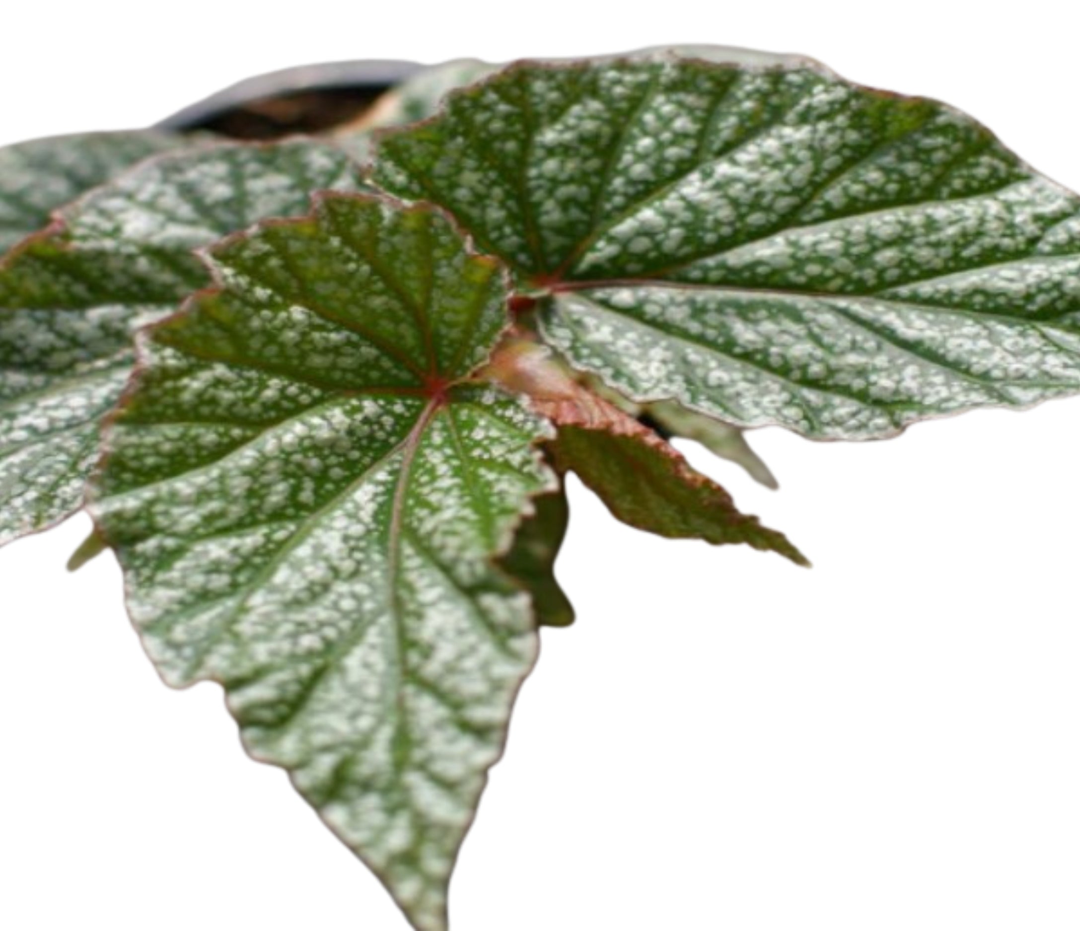 Angel Wing Begonia Frosty