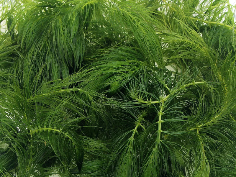 3 Pack Hornwort Bundle