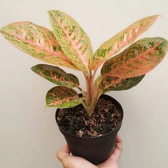 Aglaonema Queen Red Valentine Rooted Starter Plant