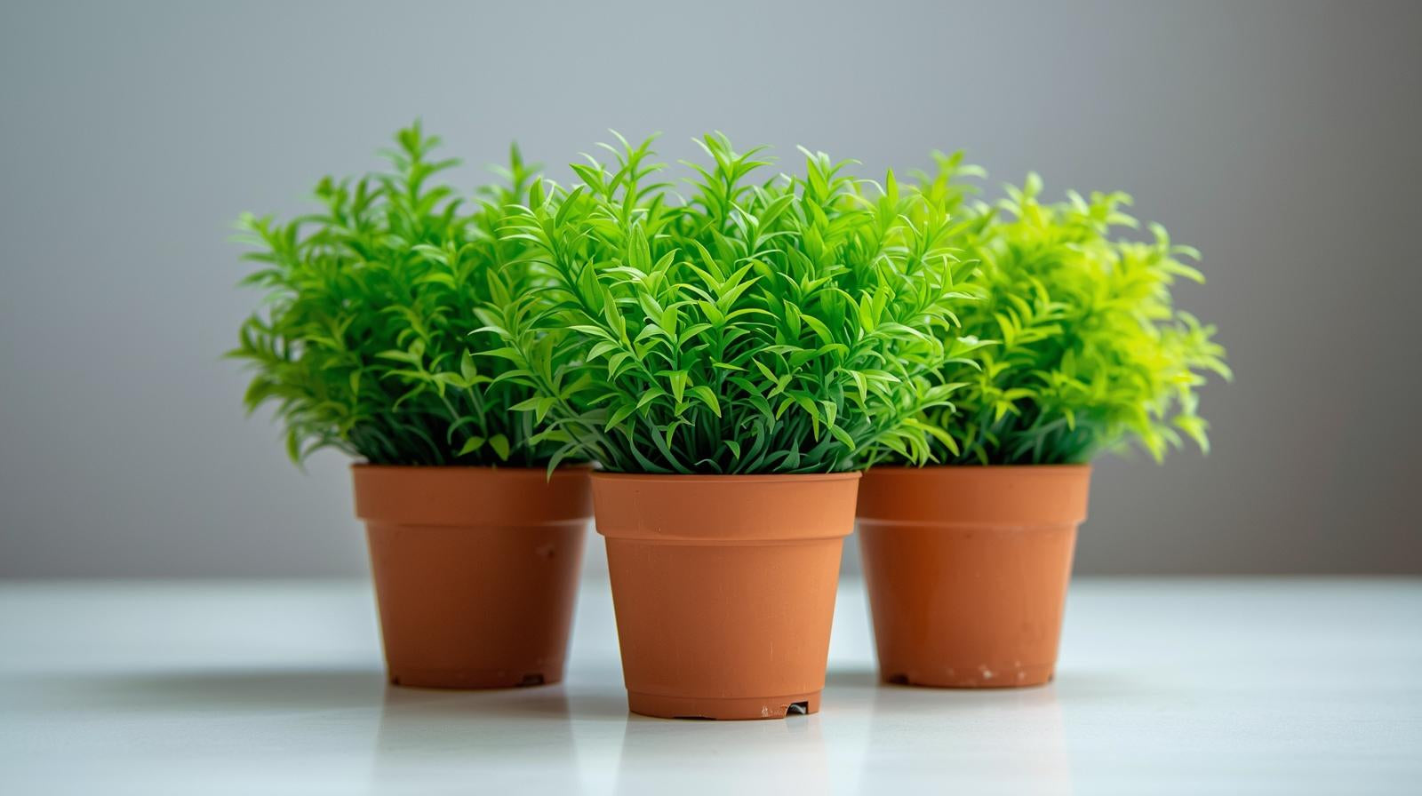 Aquarium Foreground Plant Bundle – 3 Pots