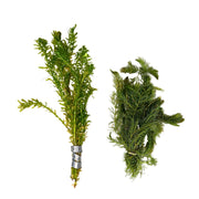 Anacharis and Hornwort Bundle Live Aquarium Plants