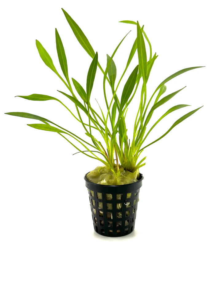 Chain Sword Narrow Leaf Hellanthium Bolivianum