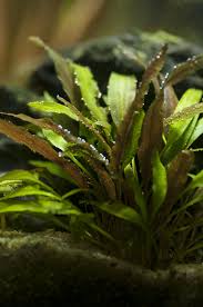 Cryptocoryne Crypt (Undulata)