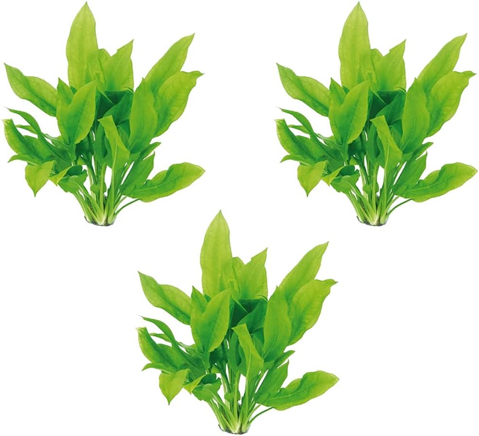 Amazon Sword Echinodorus Bleheri