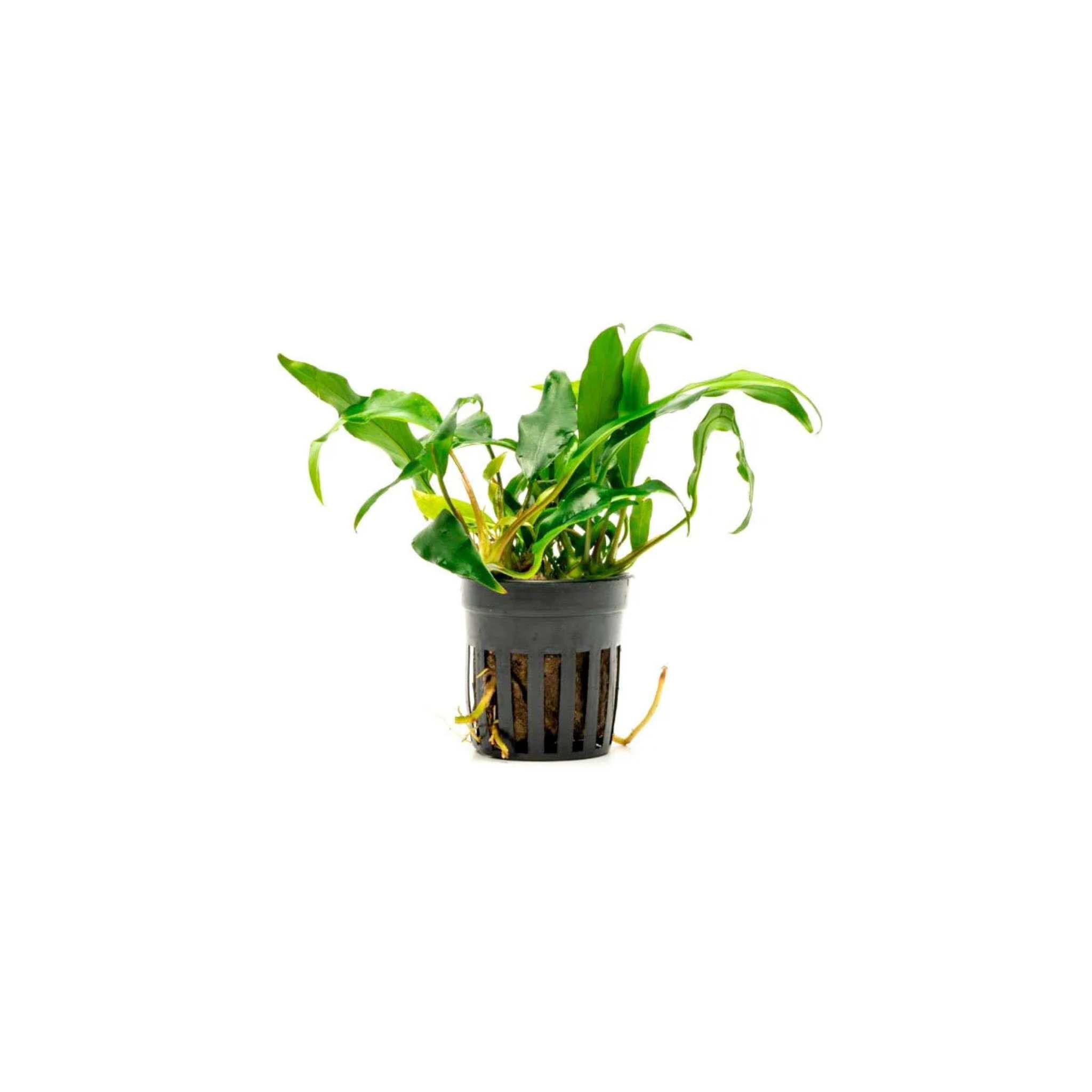 Anubias Minima Bare Root