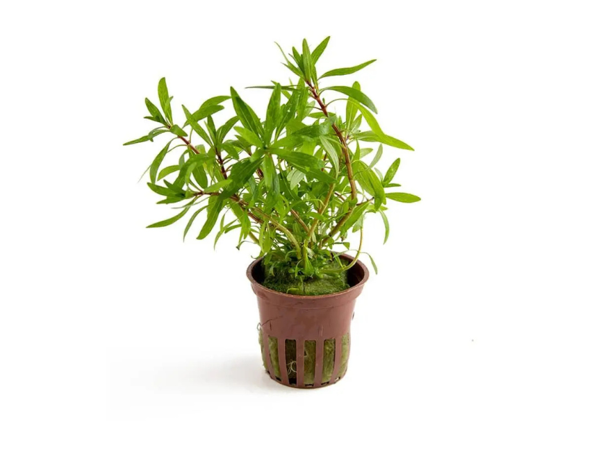 Ludwigia Inclinata RedCuba