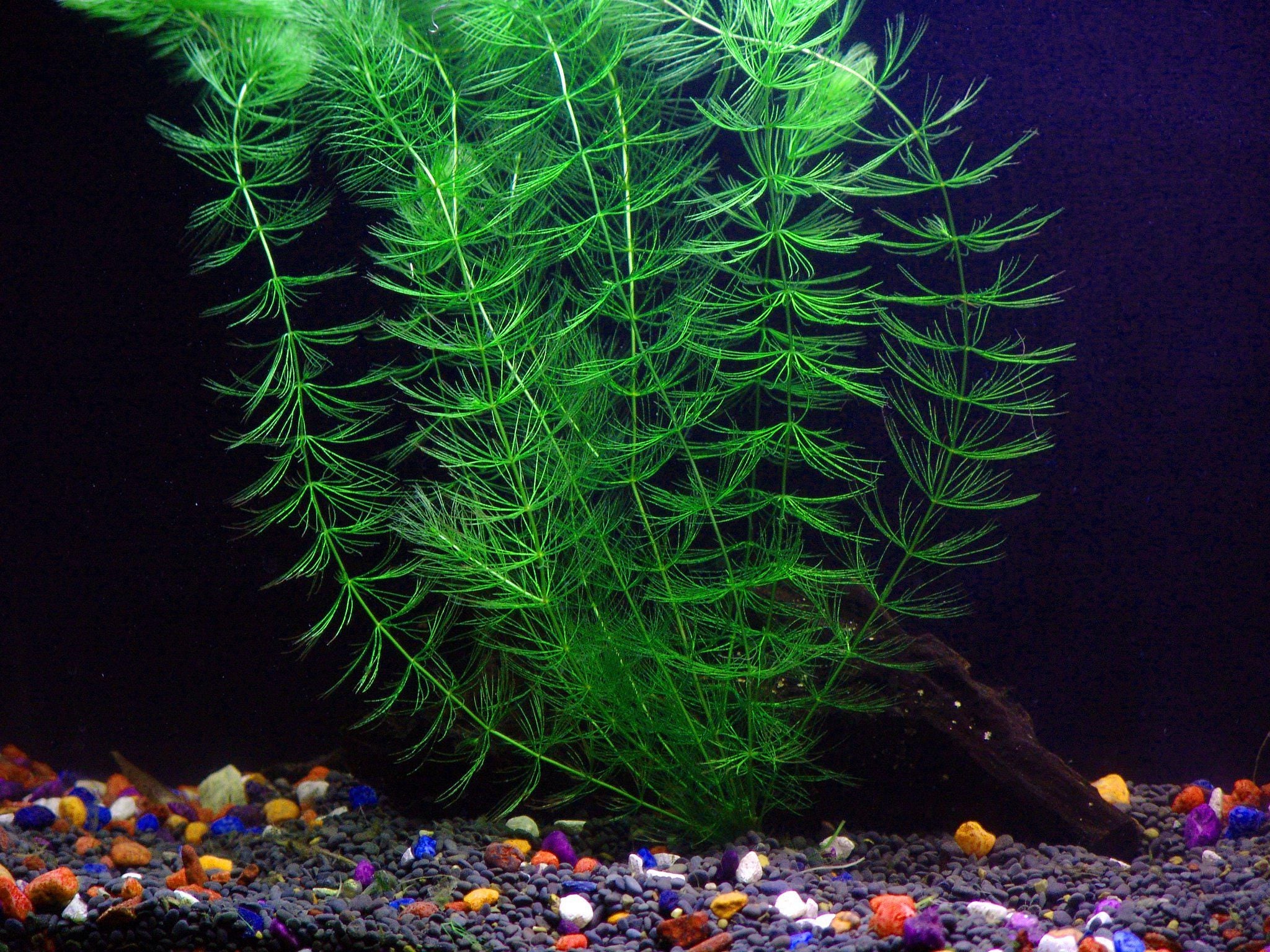 Florida Aquatic Plant Bundle