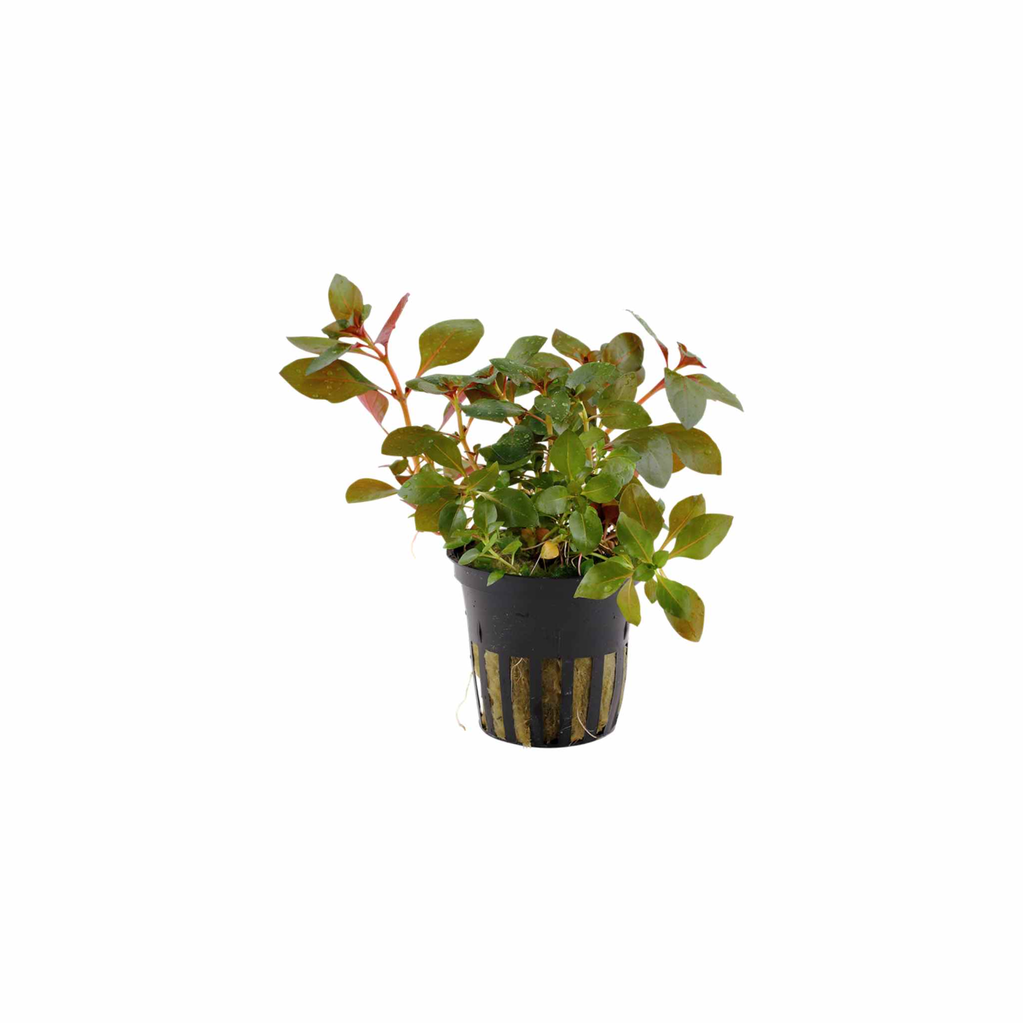 Ludwigia Repens Red 2 Inch Pot