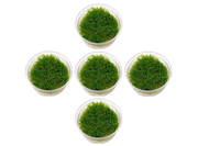 5 Java Moss Portions Taxiphyllum Barbieri