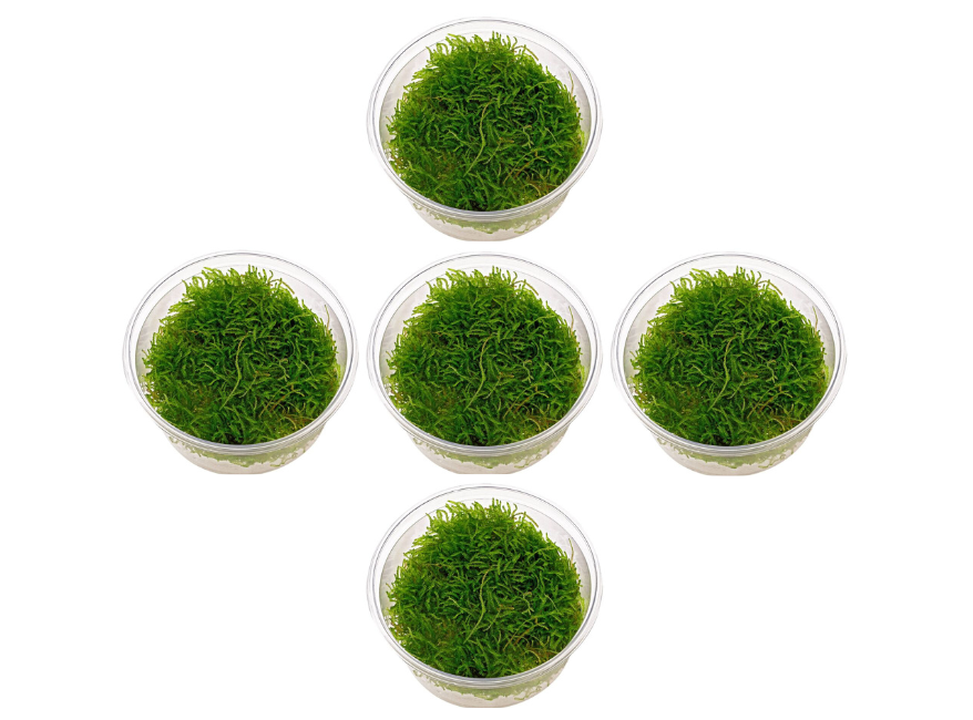 5 Java Moss Portions Taxiphyllum Barbieri