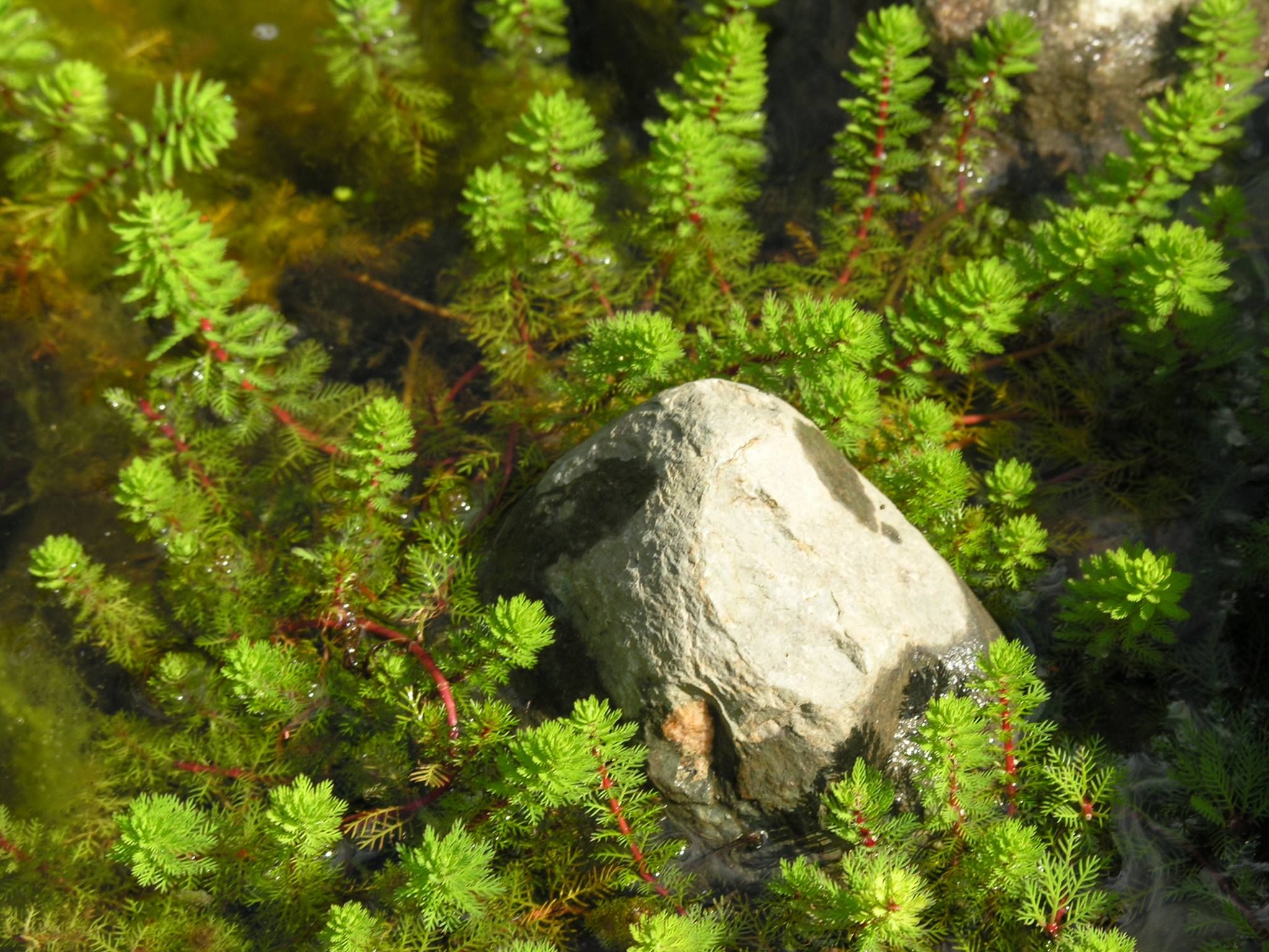 Red Parrot Feather Myriophyllum Brasiliensis