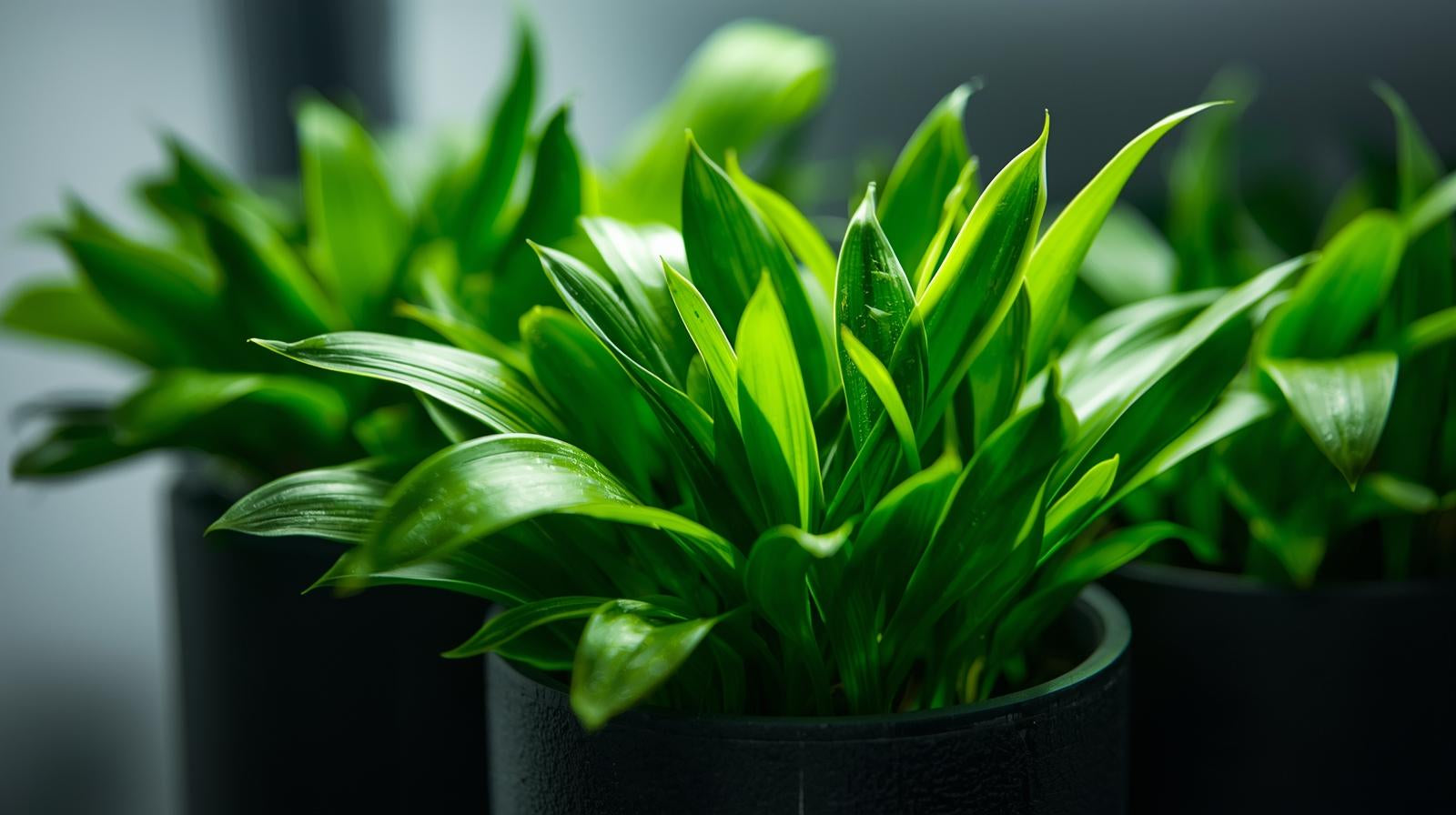 Cryptocoryne Becketii Petchii
