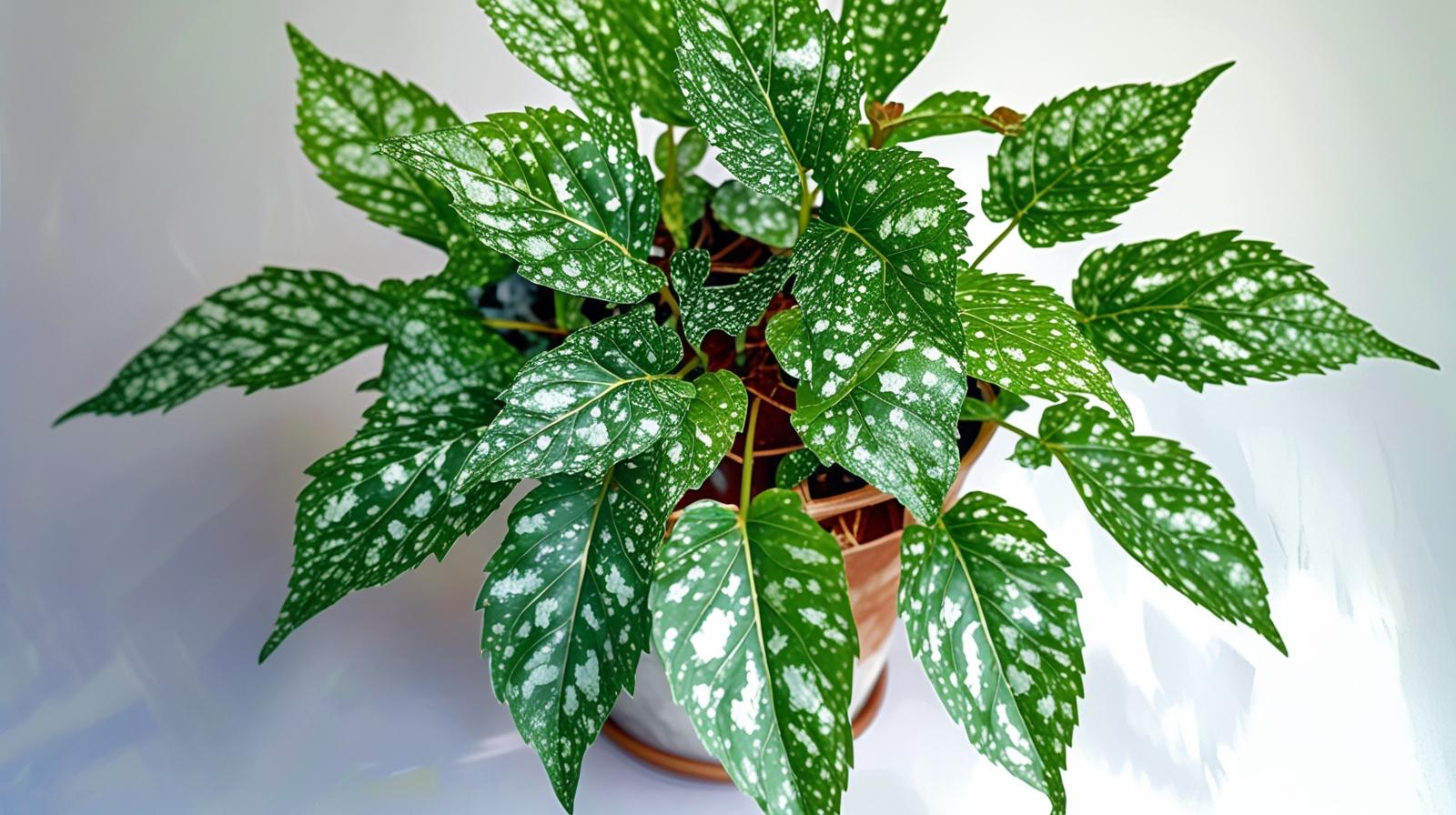 Angel Wing Begonia Lois Burke