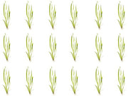 18 Plant Pack Valisnaria Vals Live Aquarium Plants