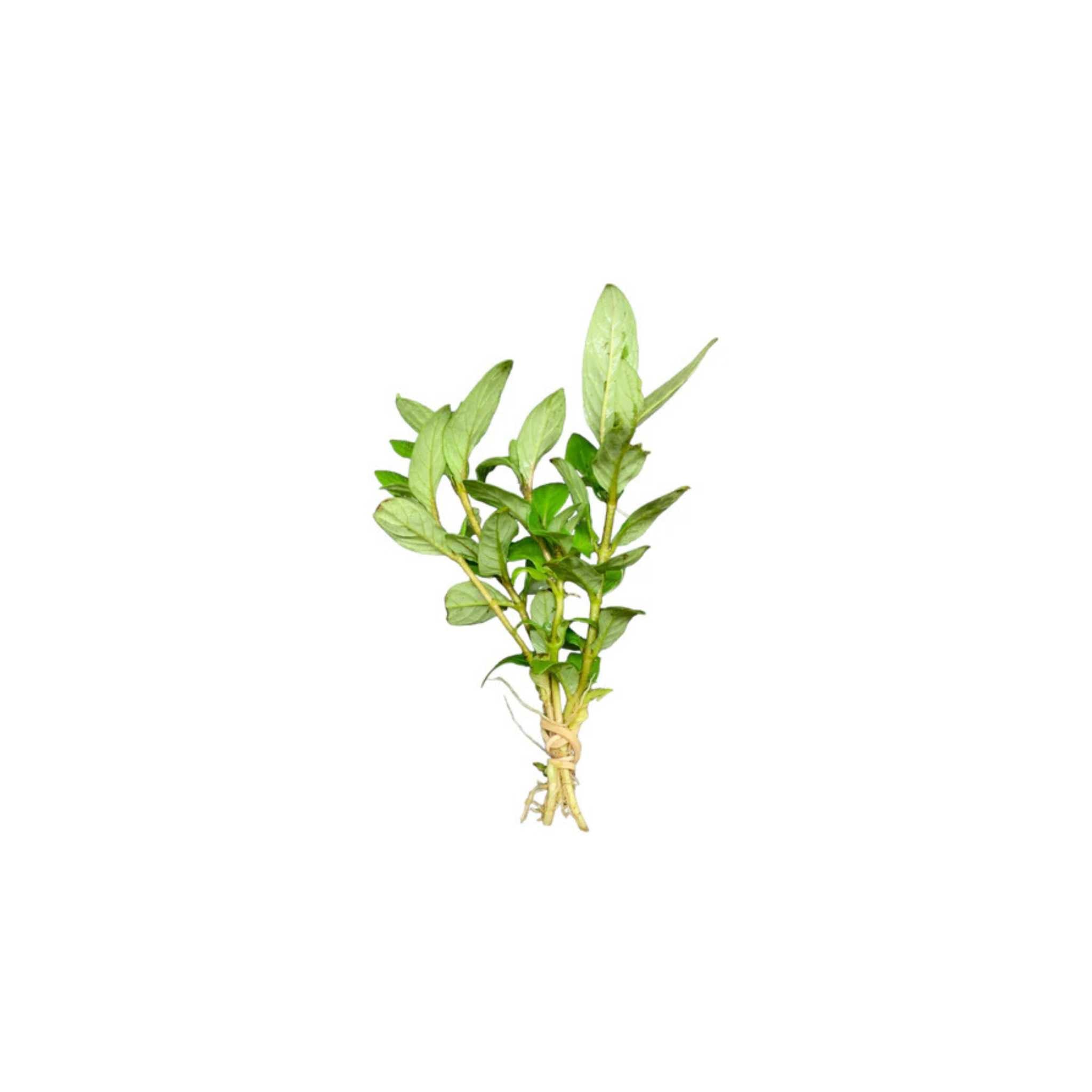 10X Staurogyne Repens Clumps