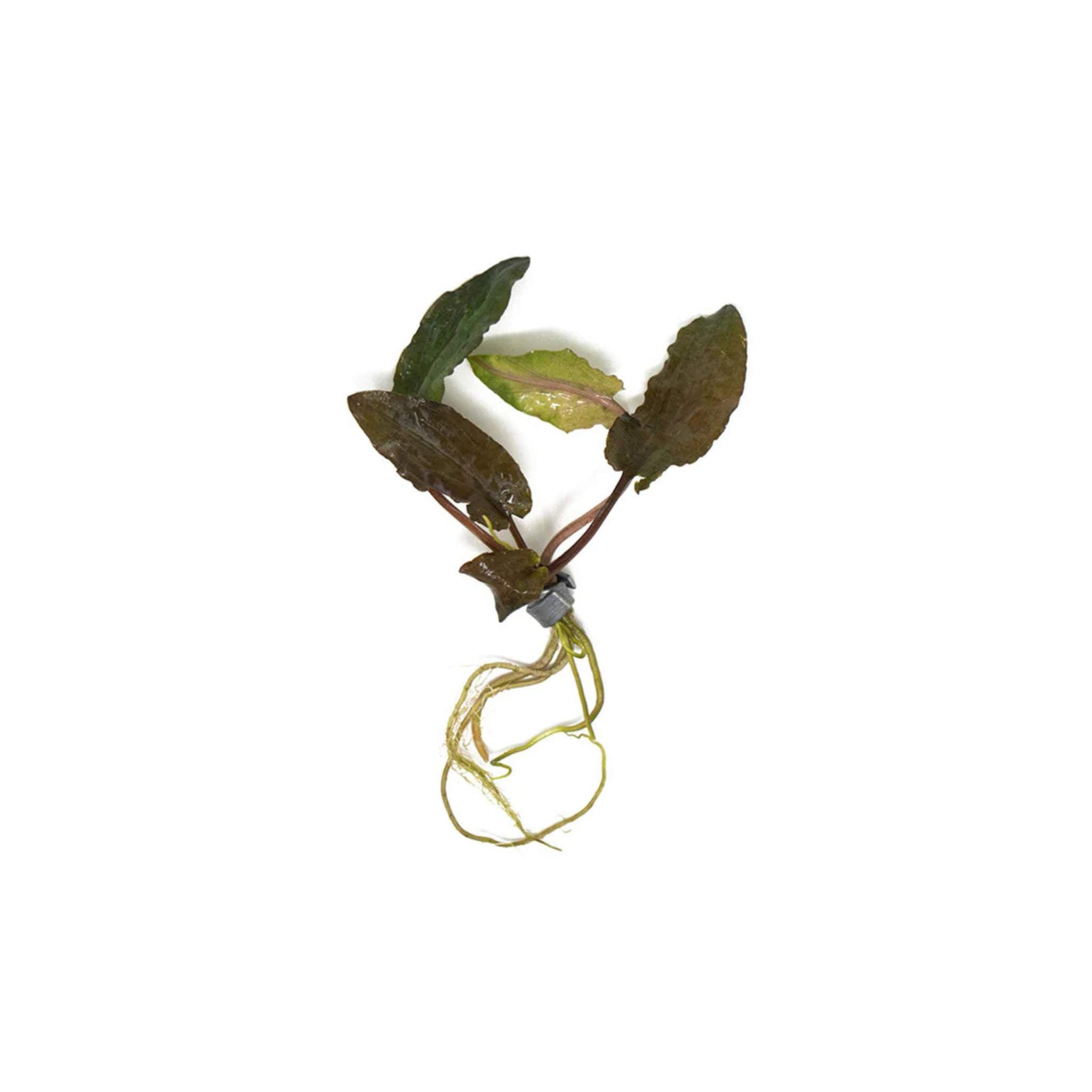 Cryptocoryne Wendtii Brown