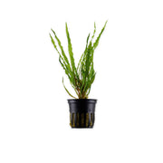 Cryptocoryne Crypt Balansae