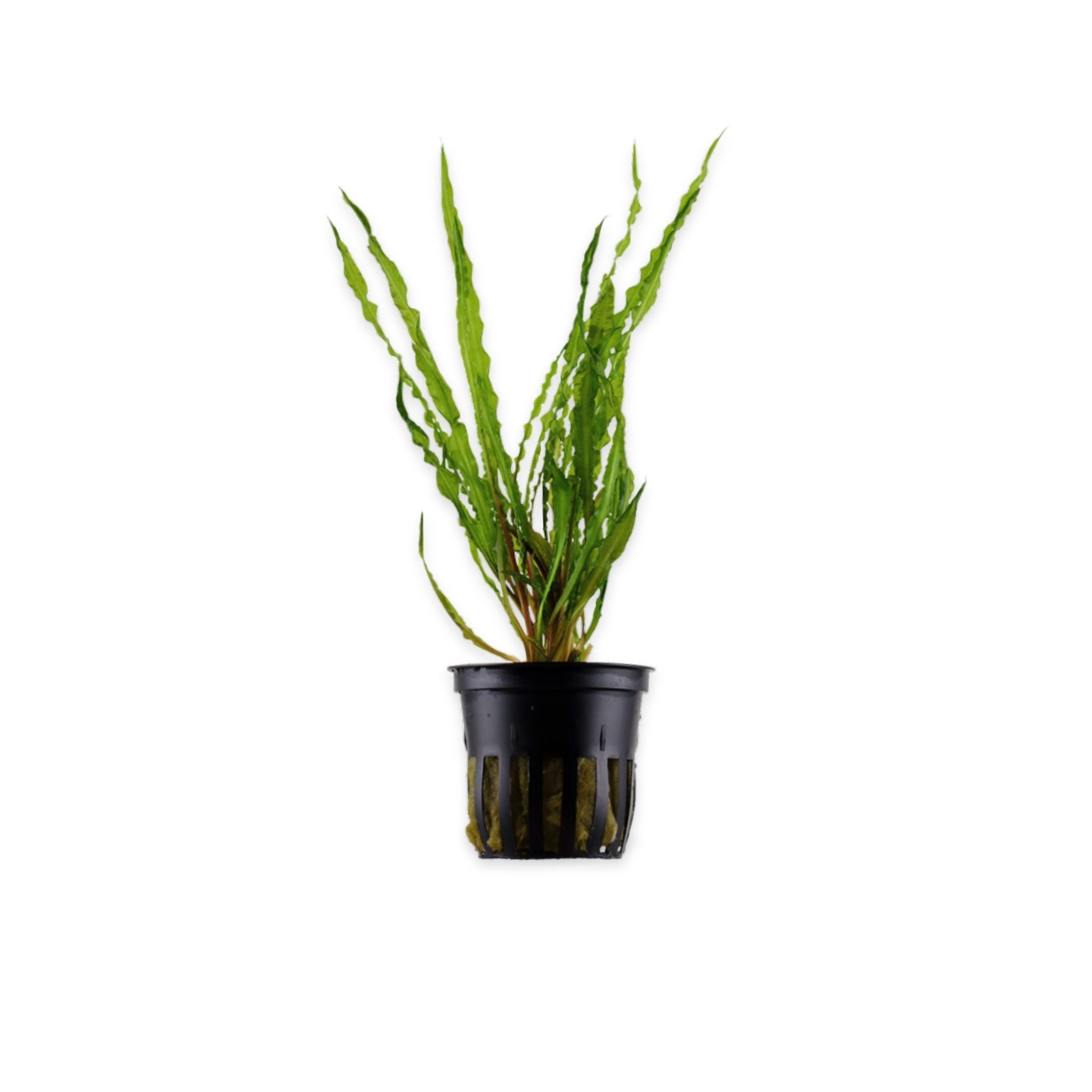 Cryptocoryne Crypt Balansae