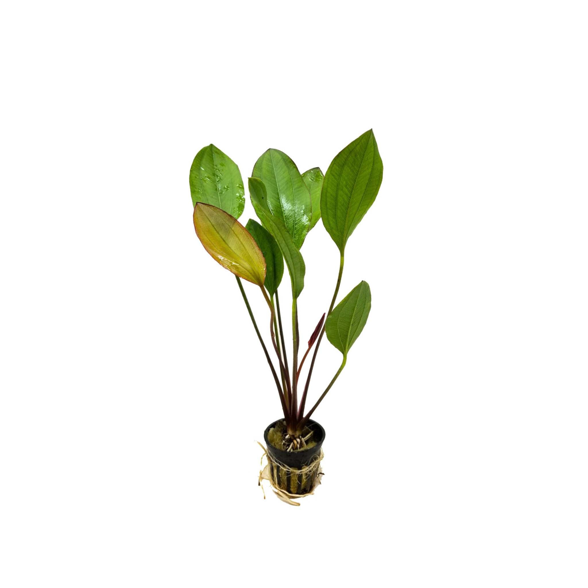Amazon Sword Echinodorus Red Melon