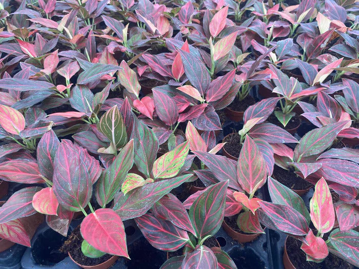 Aglaonema Red Vein Rooted Starter Plant