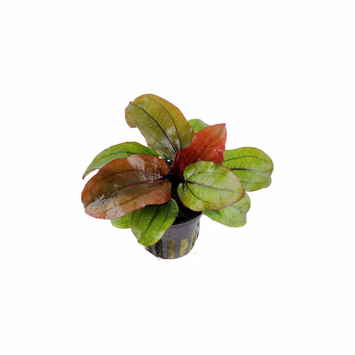 Amazon Sword Echinodorus 'Reni'