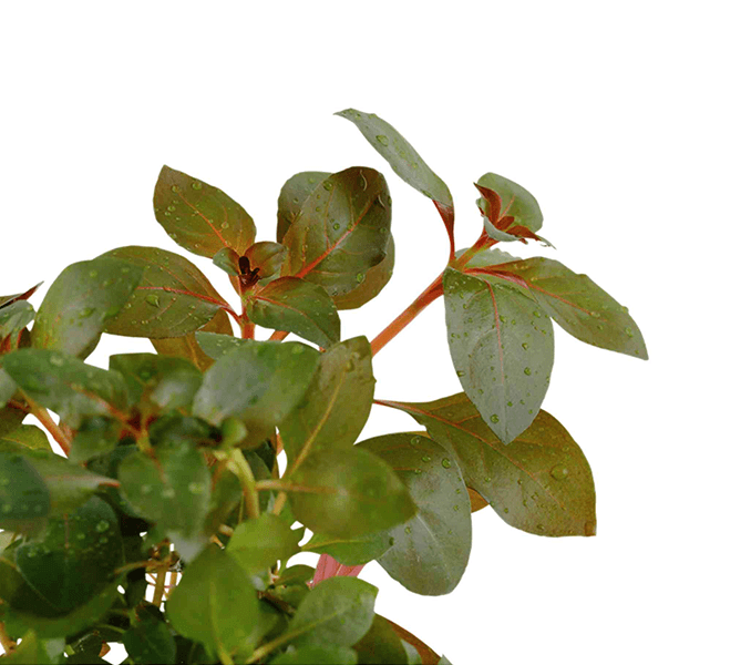 Ludwigia Repens (Rubin)