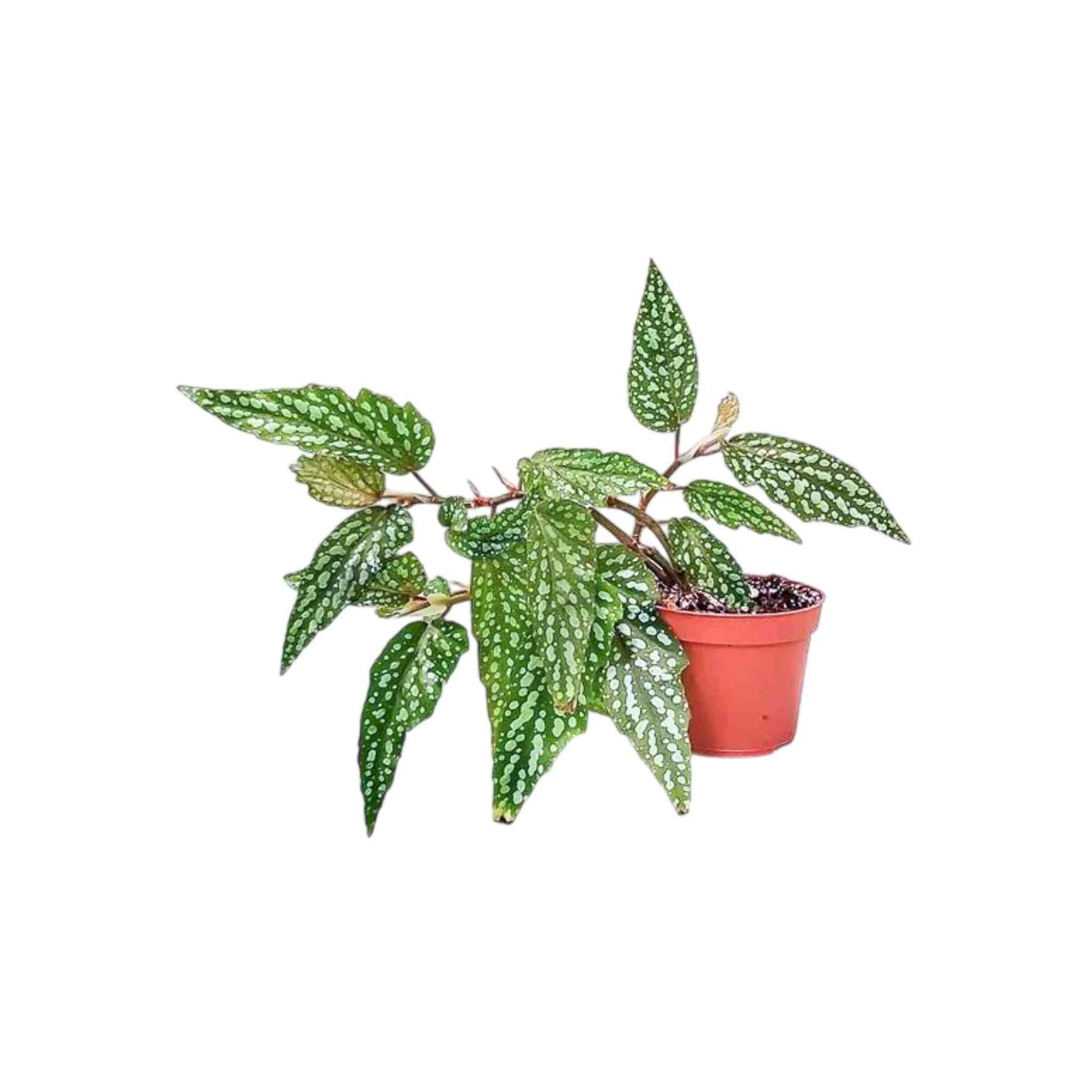 Angel Wing Begonia Medora