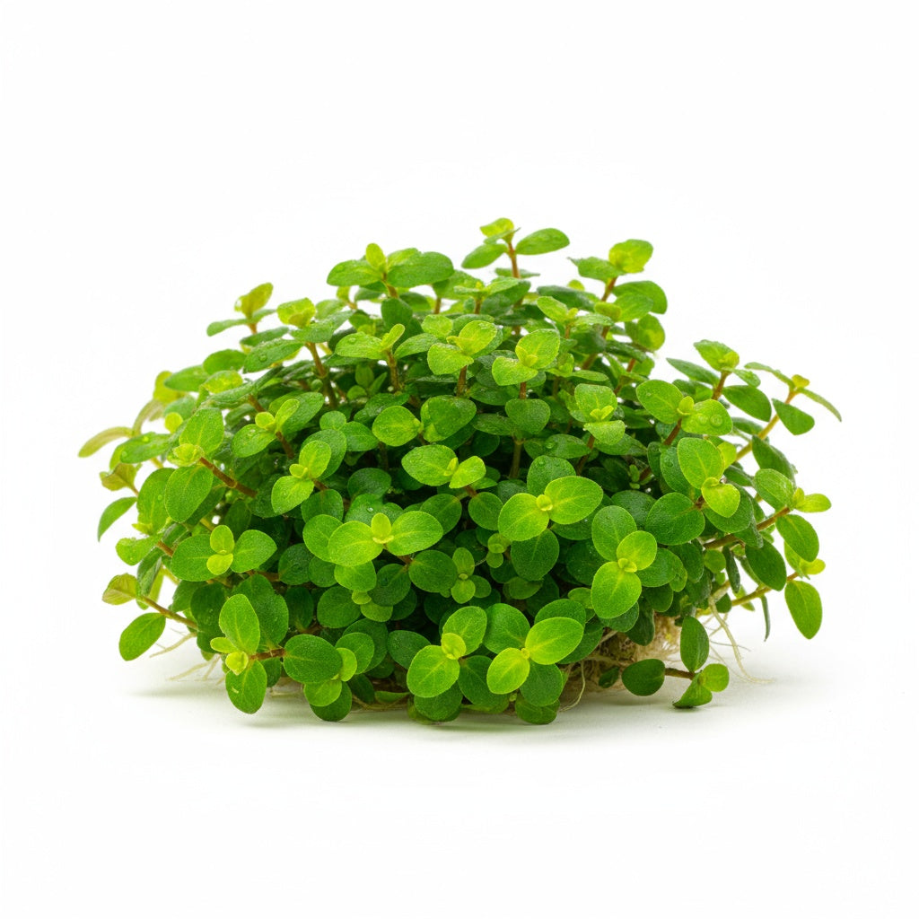 10X Staurogyne Repens Clumps