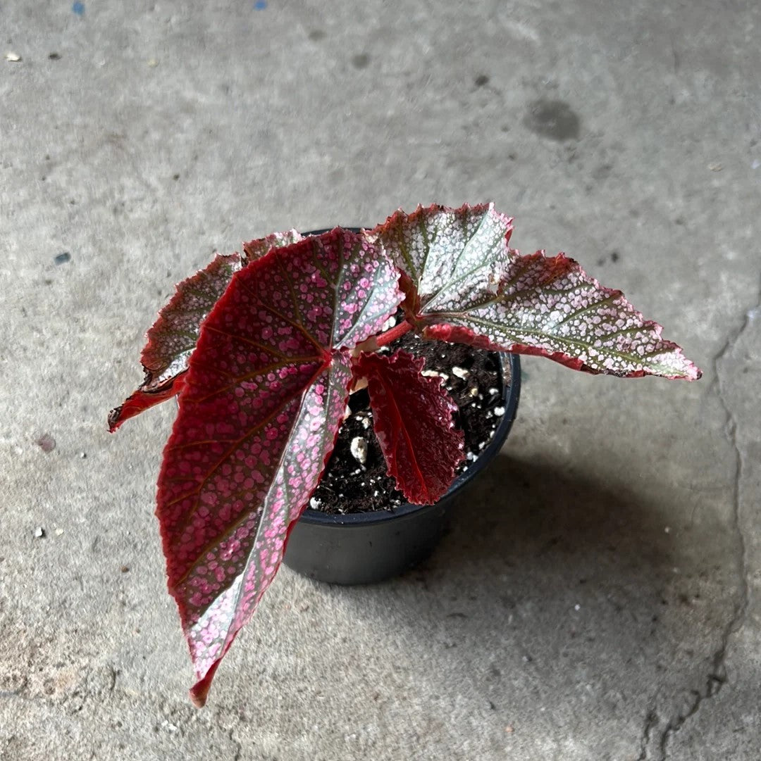 Angel Wing Begonia Miss Mummy Rooted Starter Plant