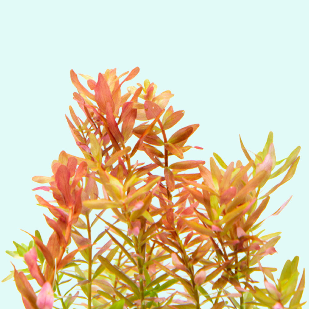 Rotala Indica