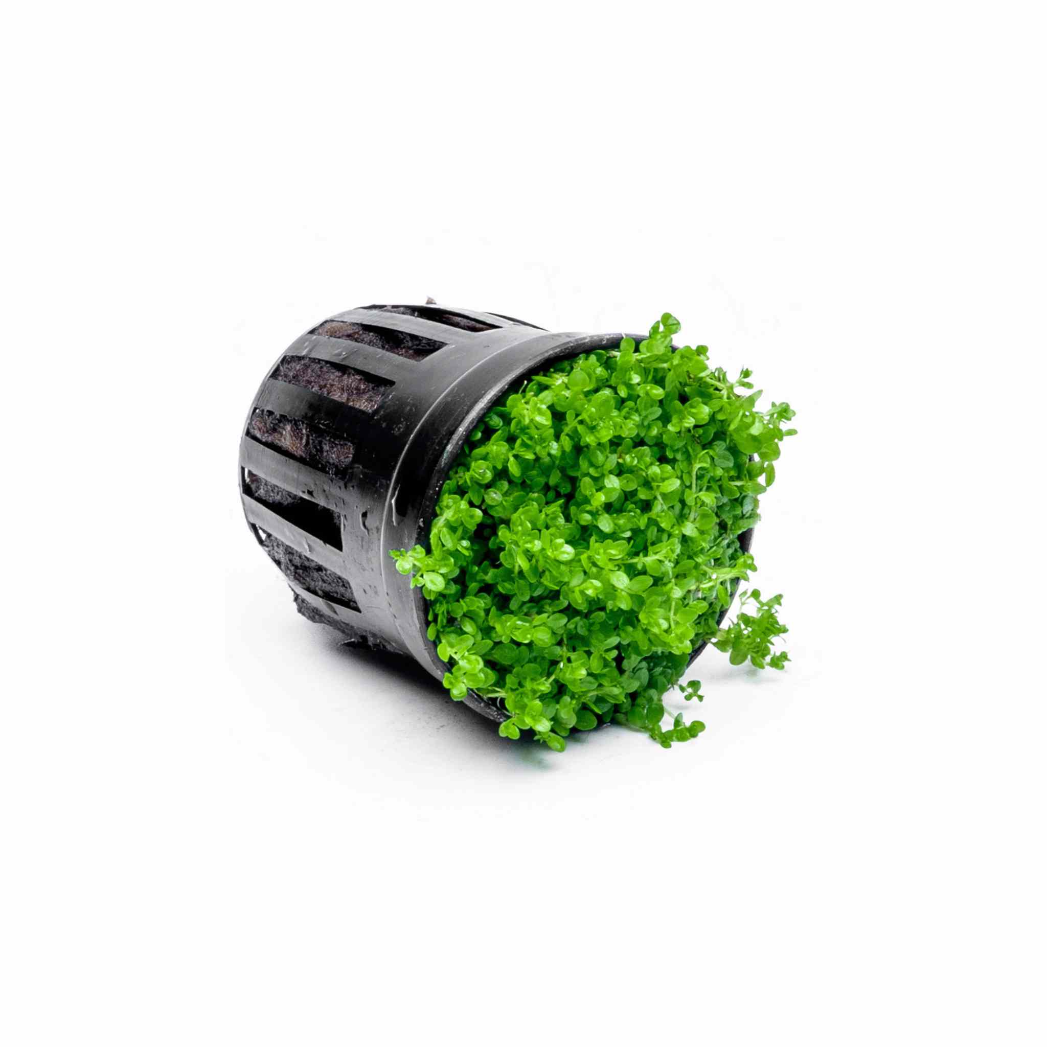 Dwarf Baby Tears Micranthemum Umbrosom