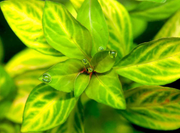 Oval Ludwigia (Ovalis)