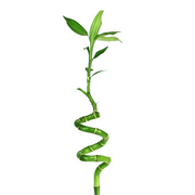 Lucky Bamboo Plant (Dracaena Sanderiana)