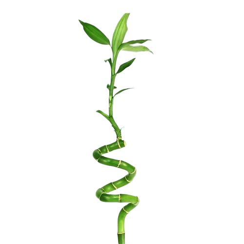 Lucky Bamboo Plant (Dracaena Sanderiana)