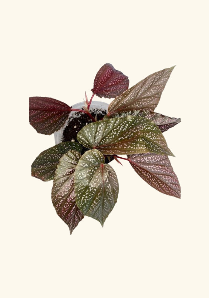 Angel Wing Begonia Benigo Pink