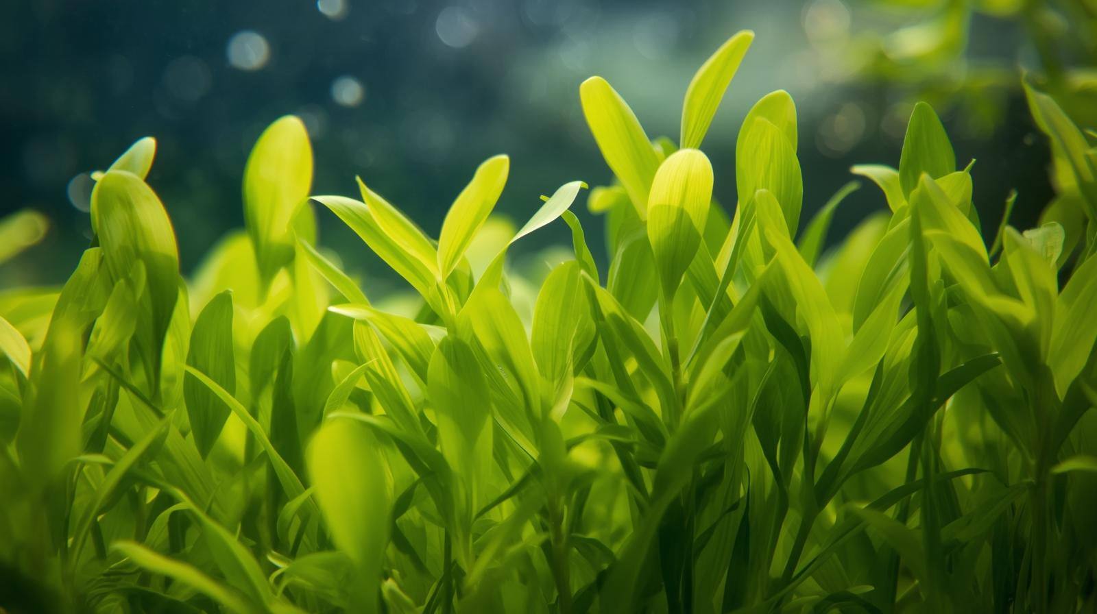 Dwarf Sagittaria Subulata