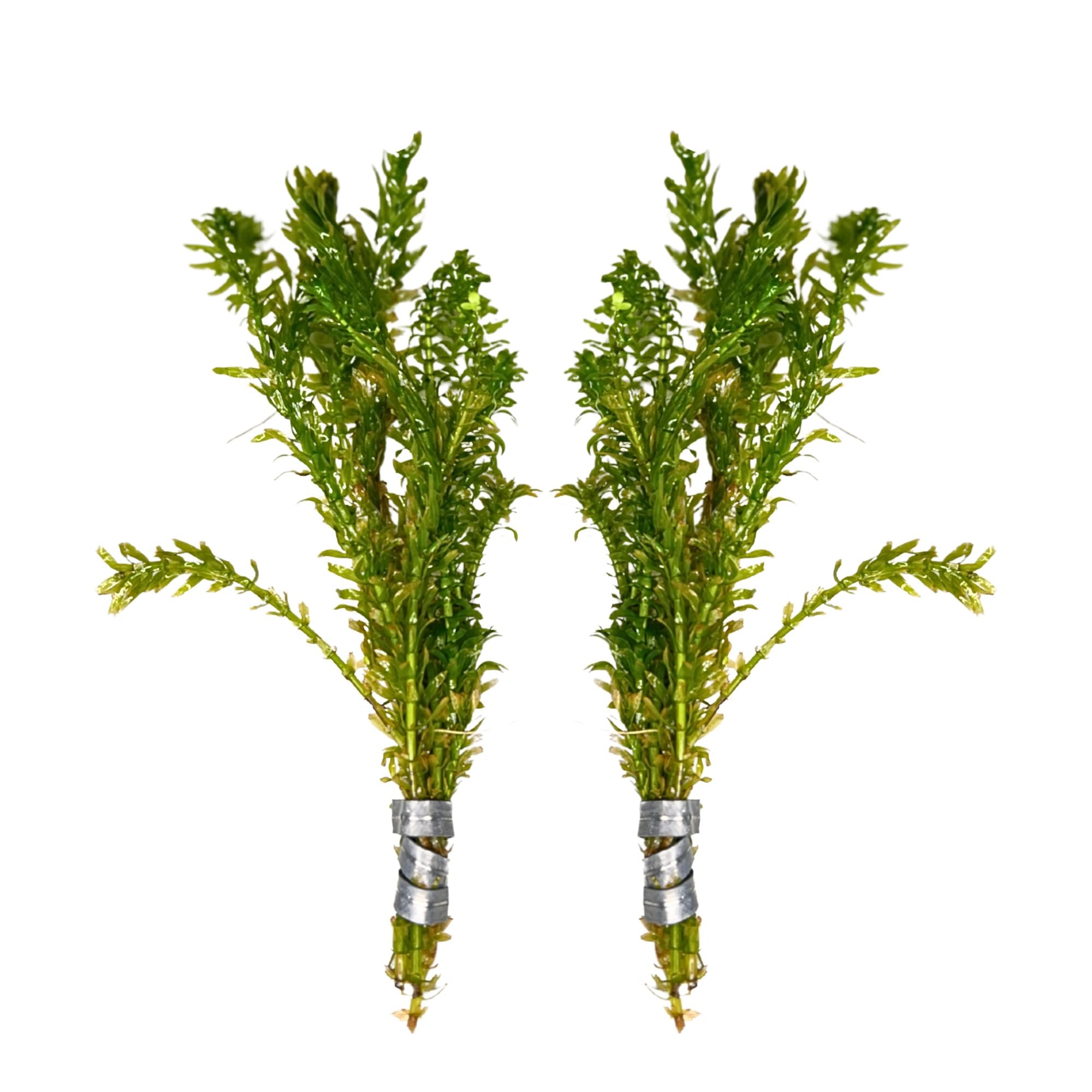 Anacharis and Hornwort Bundle