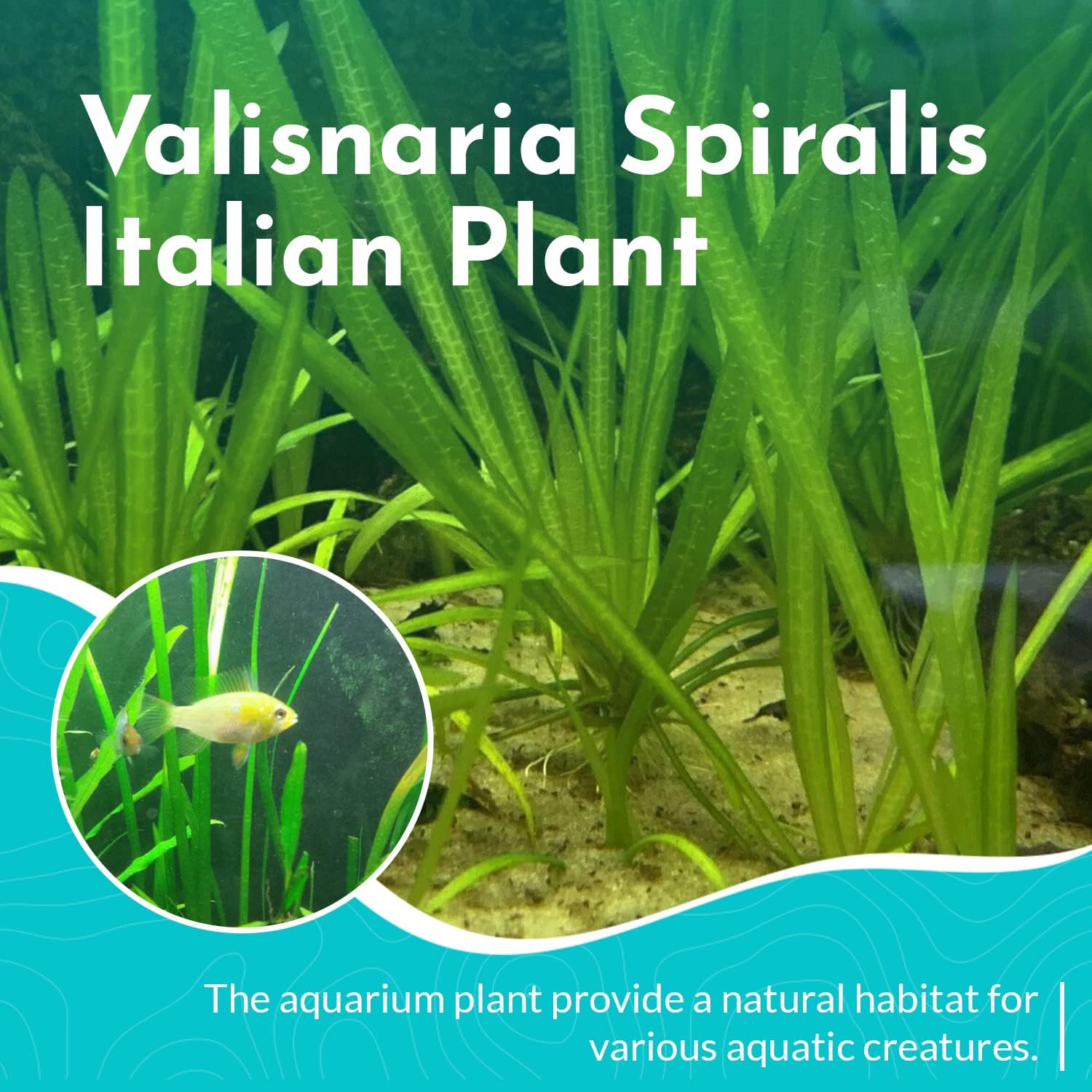 6 Valisnaria (Vals) Spiralis Italian