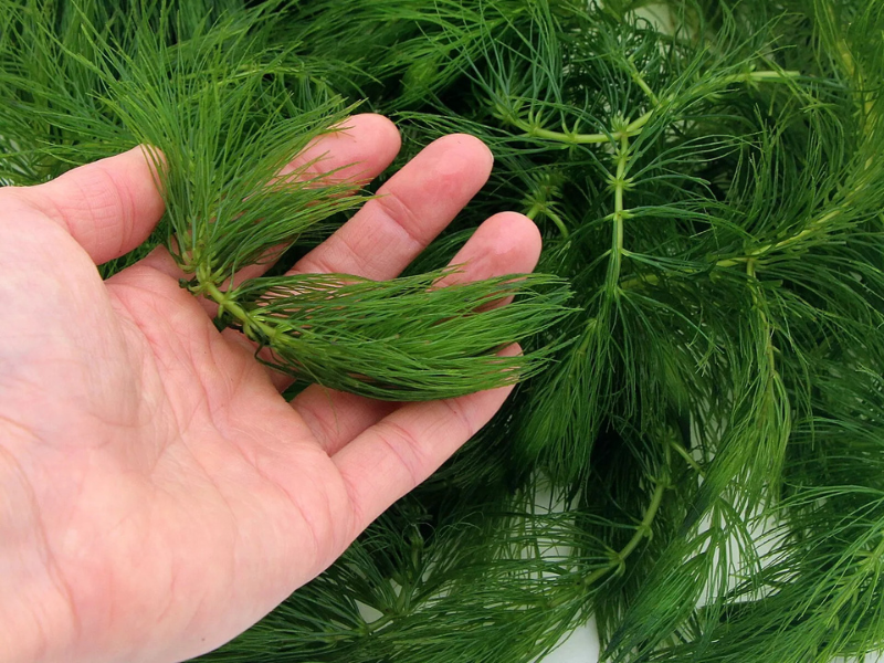 3 Pack Hornwort Bundle