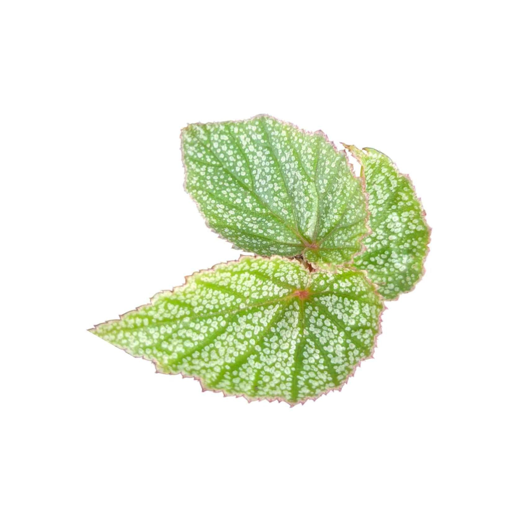 Angel Wing Begonia Frosty