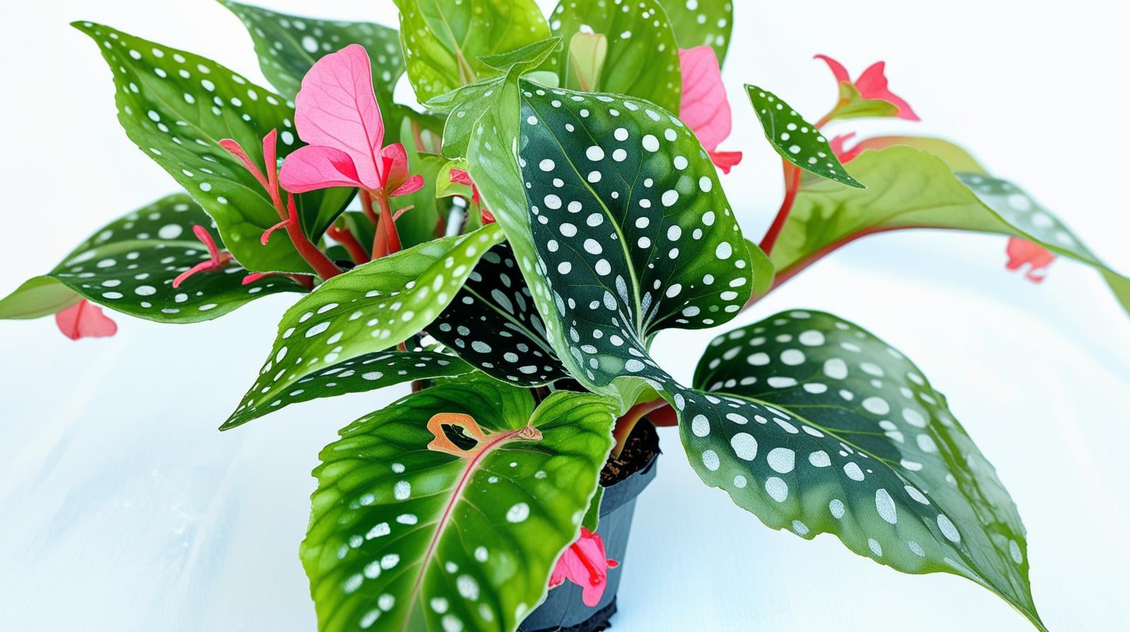 Angel Wing Begonia My Special Angel