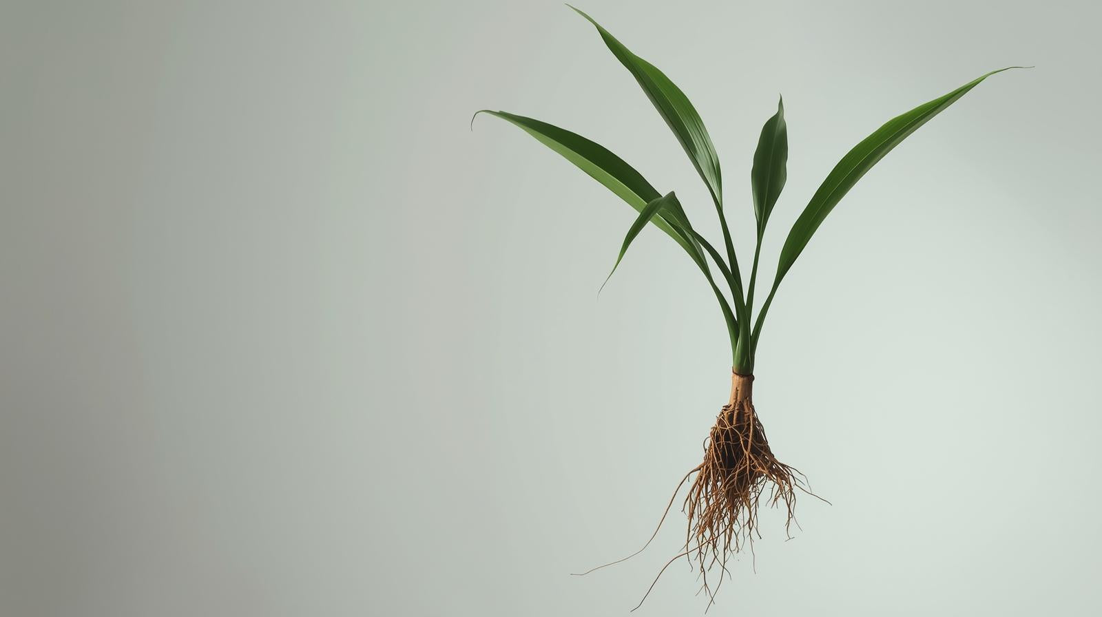 Amazon Sword Large Bare Root 10+ Inches