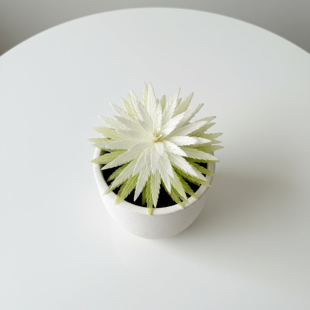 Ludwigia Inclinata "Verticillata White"