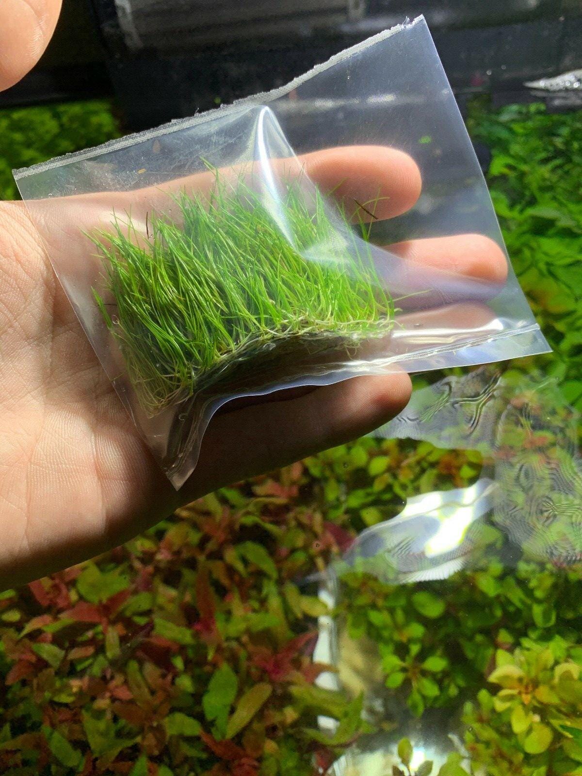Low Light Aquarium Plant Bundle